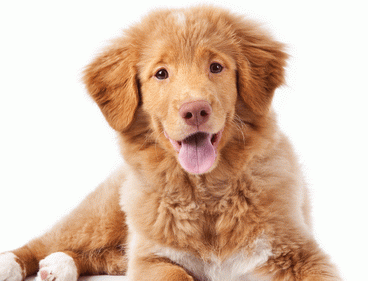 Dog grooming Ascot